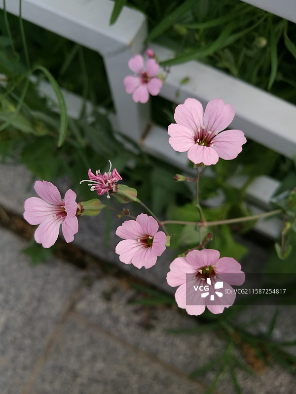 城市公园里的小野花。粉色紫色。风景背景图。亭子。老银鎏金耳坠耳饰。石头小路图片素材