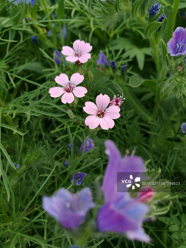 城市公园里的小野花。粉色紫色。风景背景图。亭子。老银鎏金耳坠耳饰。石头小路图片素材