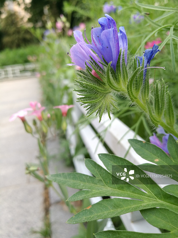 城市公园里的小野花。粉色紫色。风景背景图。亭子。老银鎏金耳坠耳饰。石头小路图片素材