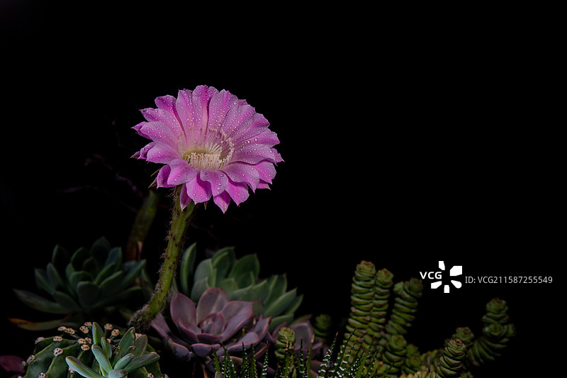 粉色仙人球花图片素材