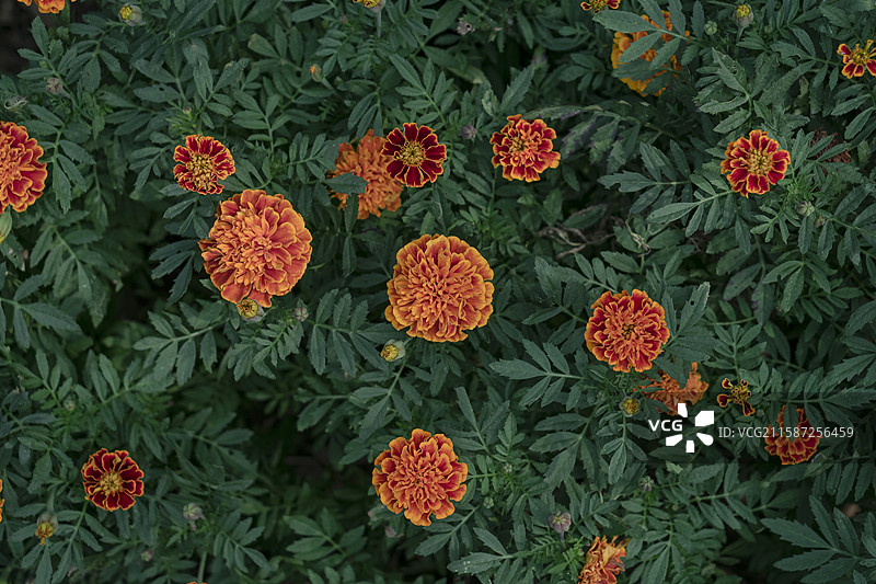 中国广东省广州市白云山上的万寿菊图片素材