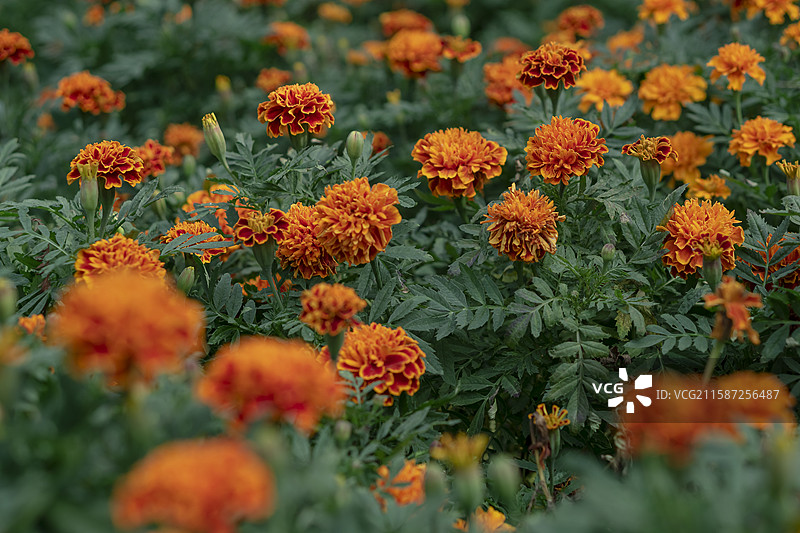 中国广东省广州市白云山上的万寿菊图片素材