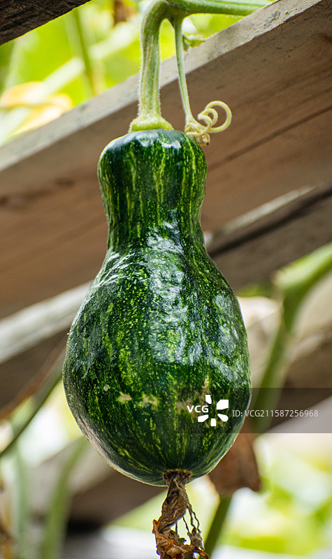 新疆伊犁特克斯、雨中南瓜尖、绿色、生机、生长、生命力、活着、南瓜图片素材