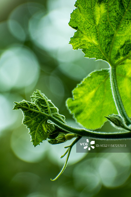 新疆伊犁特克斯、雨中南瓜尖、绿色、生机、生长、生命力、活着、南瓜图片素材