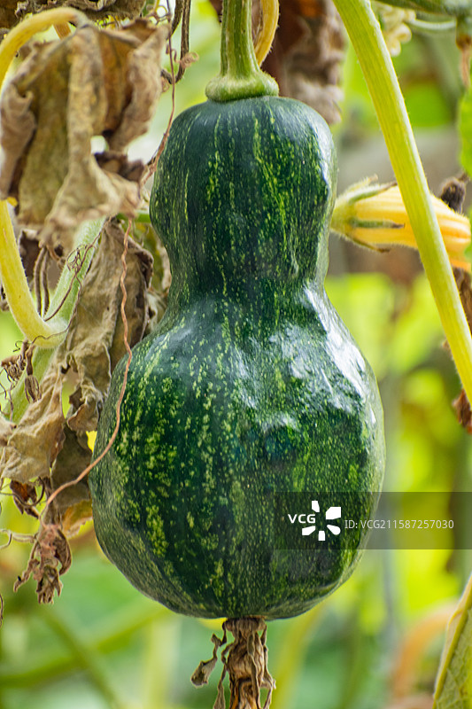 新疆伊犁特克斯、雨中南瓜尖、绿色、生机、生长、生命力、活着、南瓜图片素材