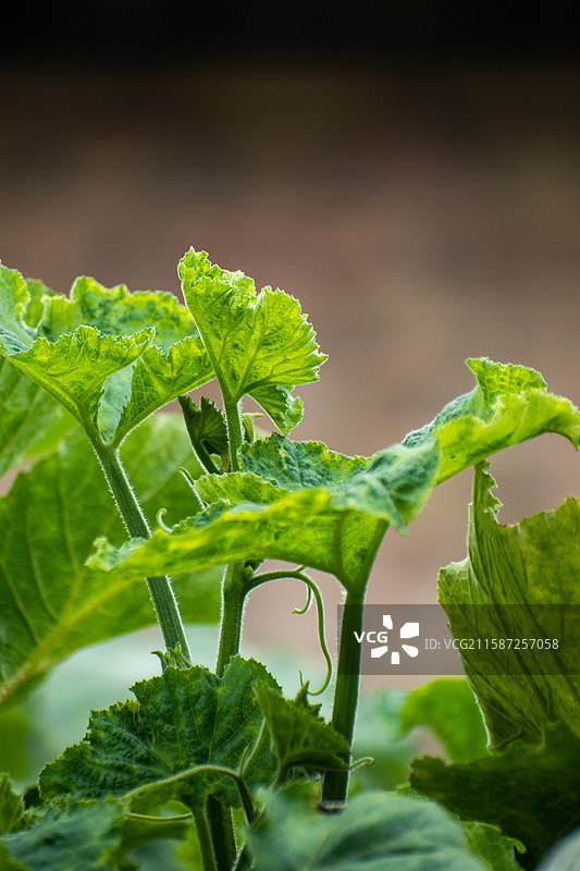 新疆伊犁特克斯、雨中南瓜尖、绿色、生机、生长、生命力、活着、南瓜图片素材