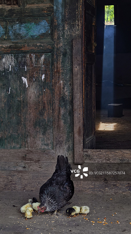 《冕宁县冶勒湖鸡妈妈教觅食》图片素材