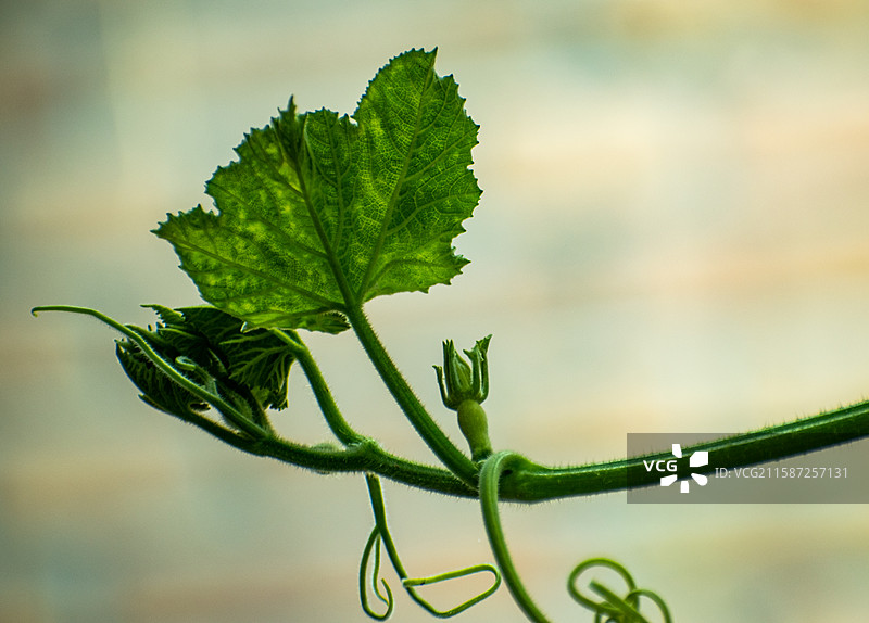 新疆伊犁特克斯、雨中南瓜尖、绿色、生机、生长、生命力、活着、南瓜图片素材