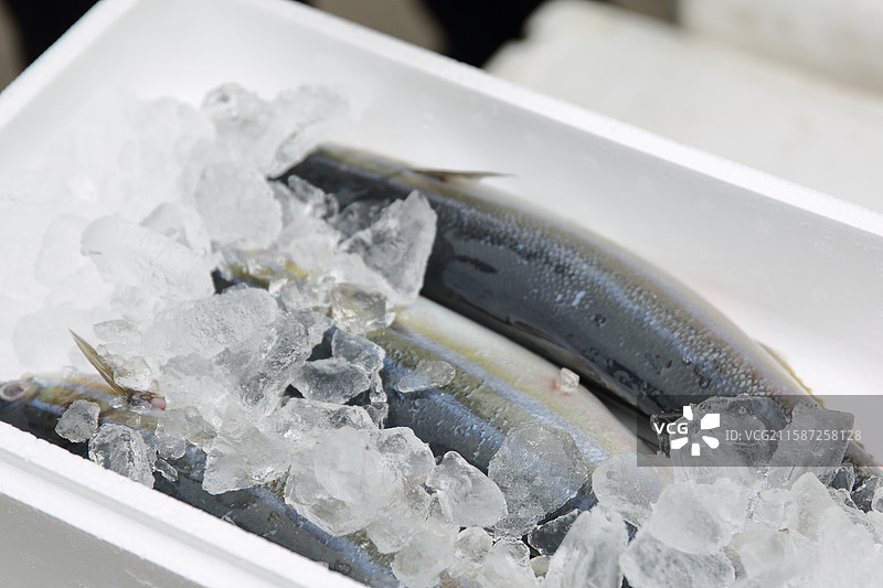 冰冻的鱼图片素材