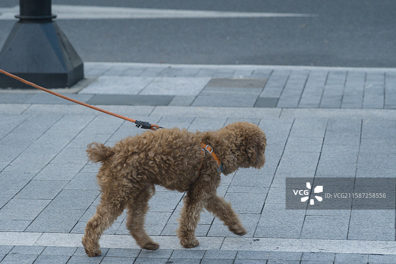 漫步的狗狗图片素材