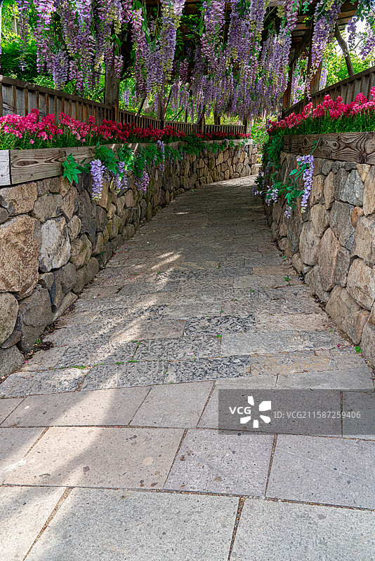 紫藤廊棚图片素材