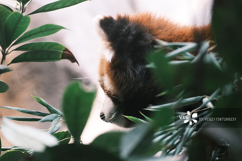 小熊猫、红熊猫图片素材