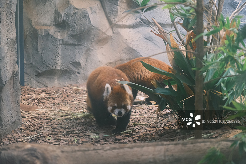 小熊猫、红熊猫图片素材