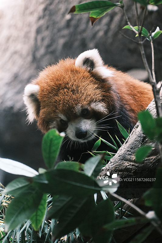 小熊猫、红熊猫图片素材