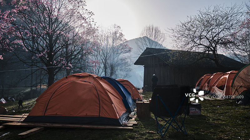 辛夷花图片素材