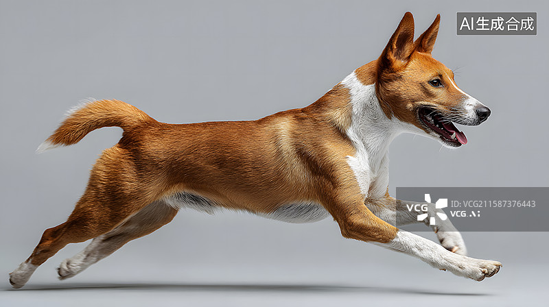 【AI数字艺术】奔跑向镜头的狗狗，宠物主题纯色背景图图片素材