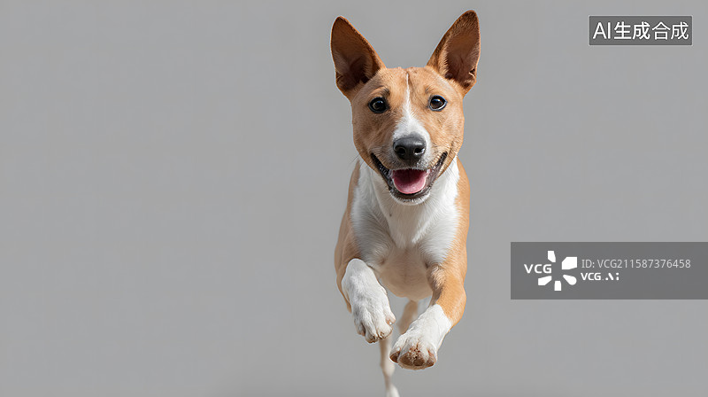 【AI数字艺术】奔跑向镜头的狗狗，宠物主题纯色背景图图片素材