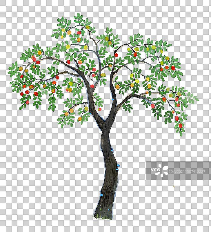 结满枣子的枣树插画图片素材