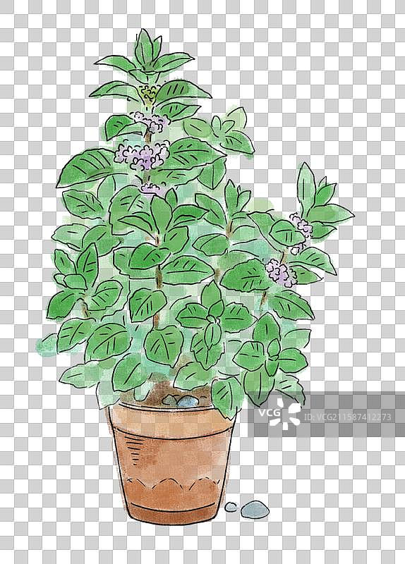 一盆薄荷花插画图片素材