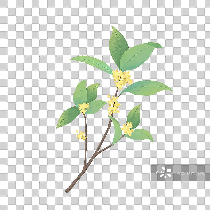 桂花手绘风格插画图片素材