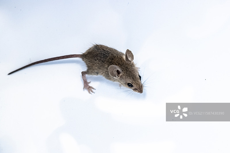 一只小老鼠图片素材