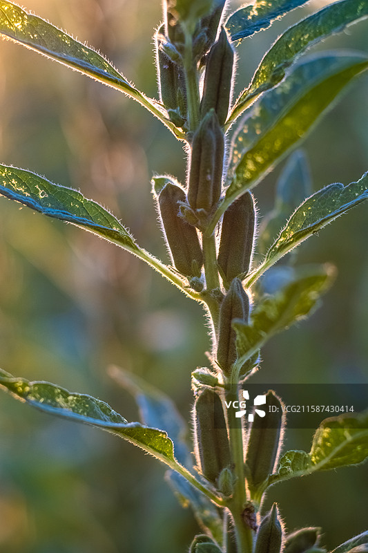 夕阳下地里的芝麻特写图片素材