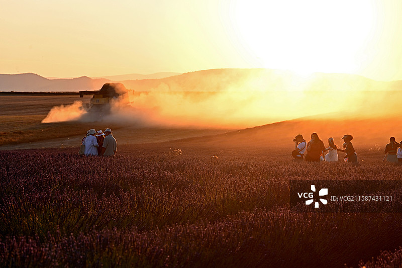 普罗旺斯的薰衣草图片素材