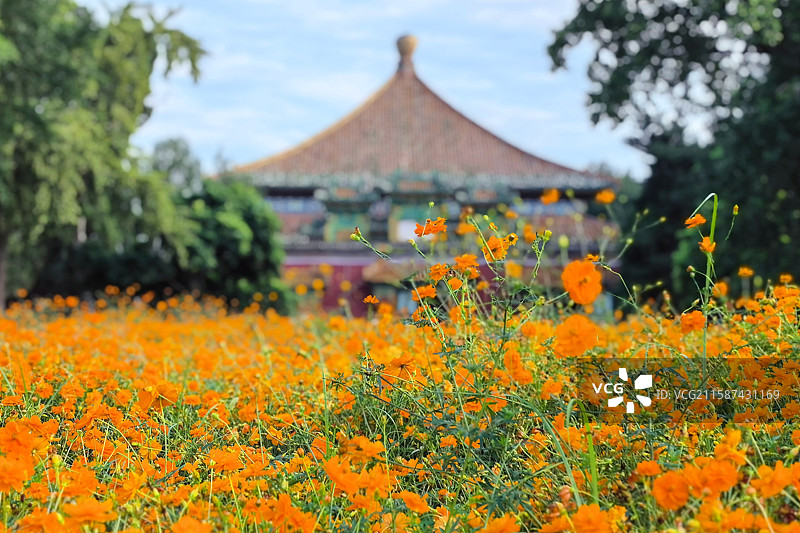 北海公园小西天 古代建筑前的黄秋英（硫华菊）图片素材