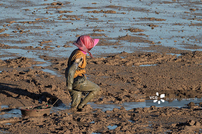 滩涂赶海抓螃蟹的居民图片素材