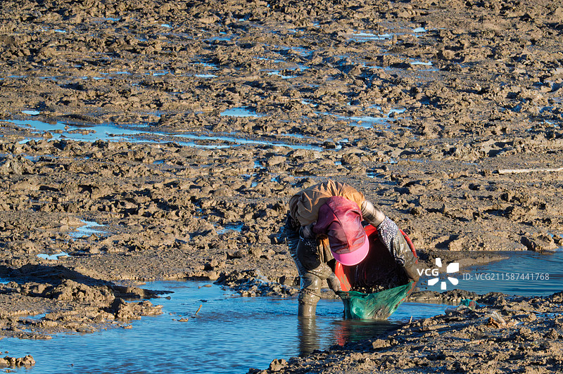 抓螃蟹丰收的赶海渔民图片素材