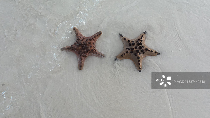 沙滩上的海星图片素材