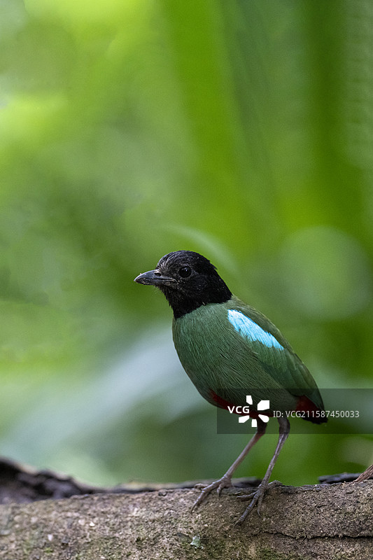 绿胸八色鸫图片素材