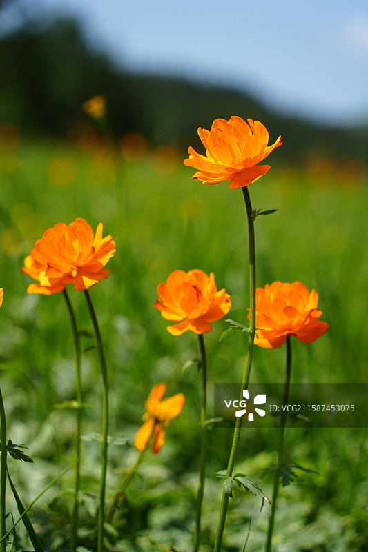 草原上的金莲花图片素材