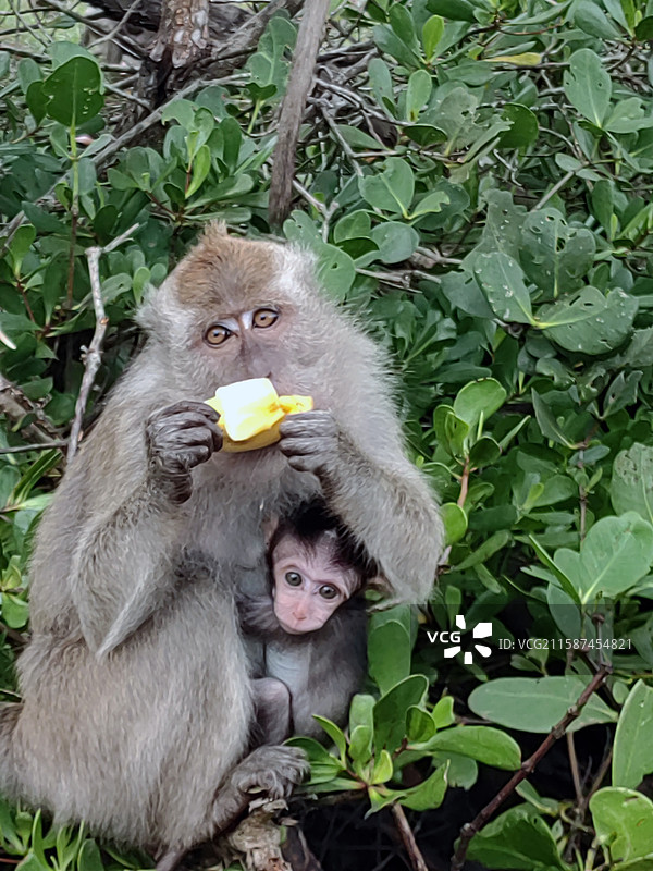 仙本那红树林的猴母子图片素材
