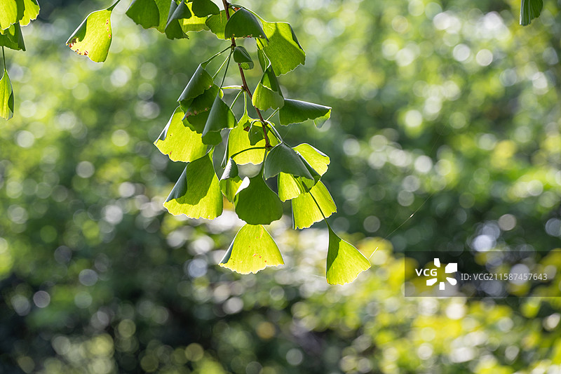 阳光下的绿色银杏叶图片素材