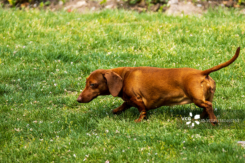 无人,宠物,狗,户外,犬科,维希拉猎犬,纯种犬,动物,可爱的,小狗,褐色,动物主题,家畜,自然,4K图片素材