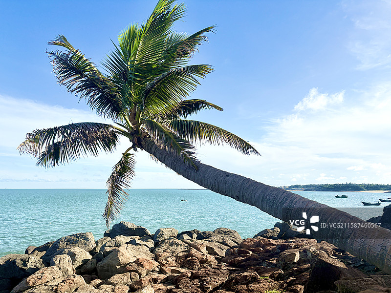 湛江硇洲岛椰子树图片素材