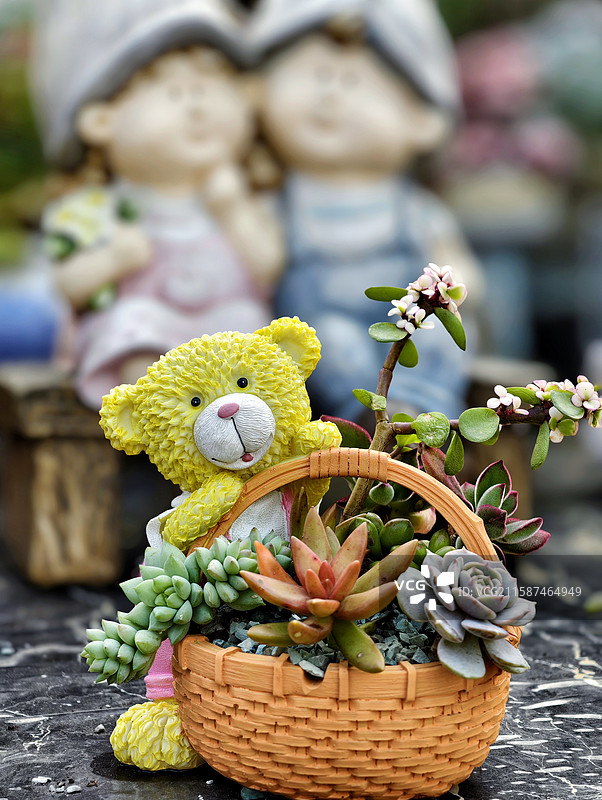 多肉植物图片素材