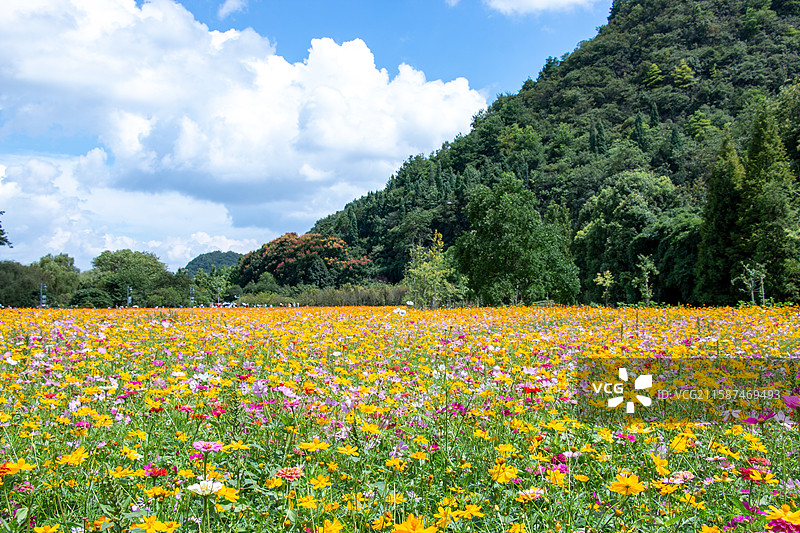 格桑花海图片素材