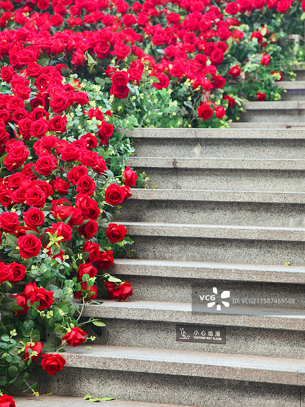 玫瑰花装饰，玫瑰花海图片素材