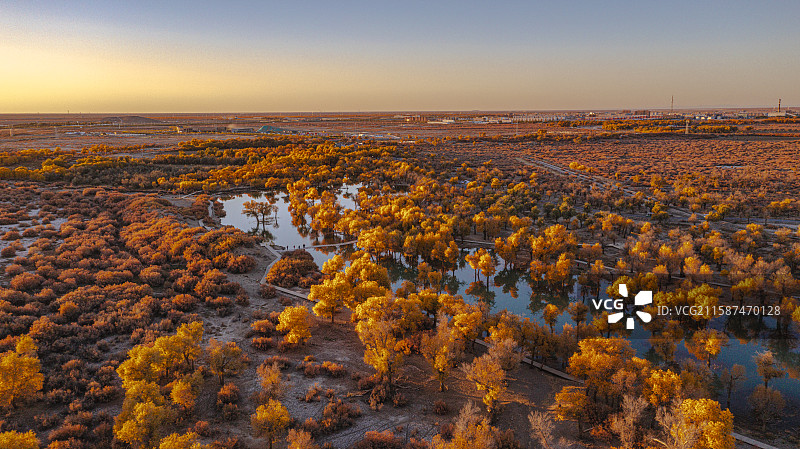 内蒙古阿拉善盟额济纳旗大漠胡杨林图片素材