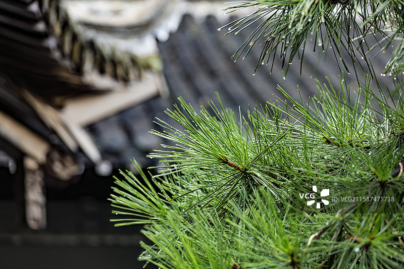 扬州何园景区内部雨后的松树特写图片素材