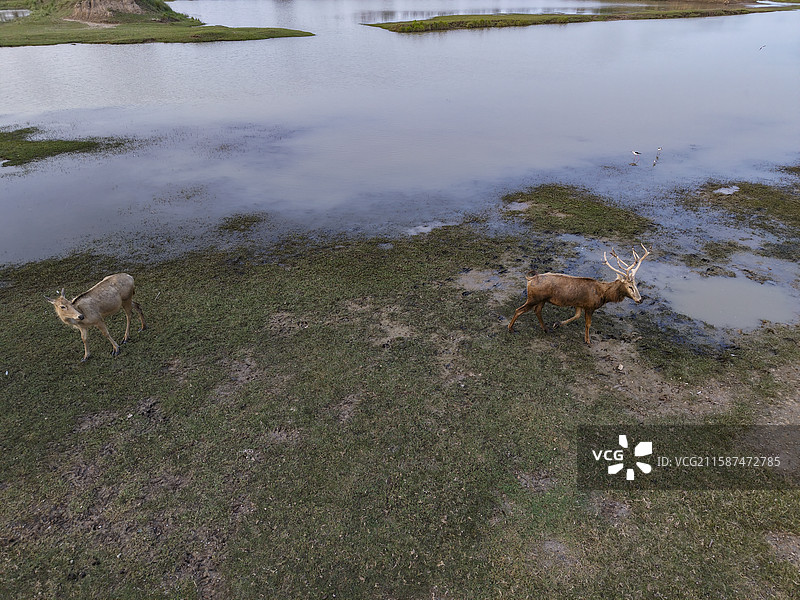 江苏盐城大丰野鹿荡麋鹿生态摄影图片素材