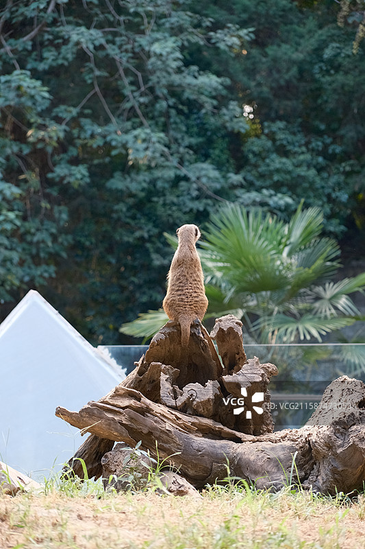 细尾獴、狐獴图片素材