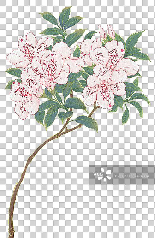 一束杜鹃花图片素材