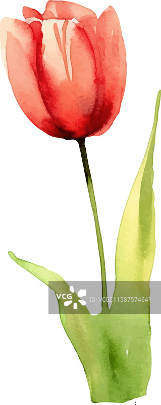 水彩画的郁金香花手绘设计图片素材