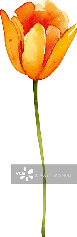 水彩画的郁金香花手绘设计图片素材