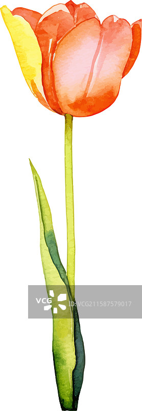 手绘水彩郁金香花朵设计图片素材