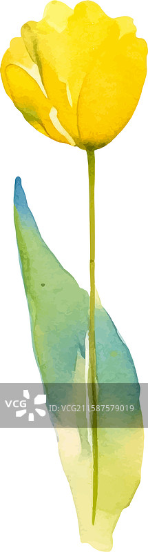 手绘水彩郁金香花朵设计图片素材