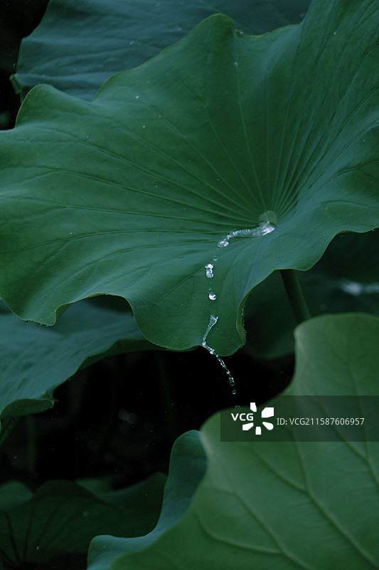 带水珠的荷叶图片素材